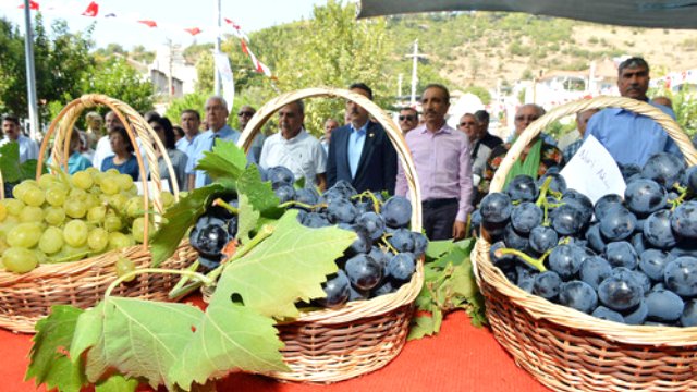 kavacık üzüm festivali
